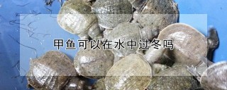 甲鱼可以在水中过冬吗,第1图