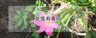 韭莲有毒吗,第1图