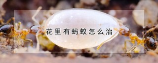 花里有蚂蚁怎么治,第1图