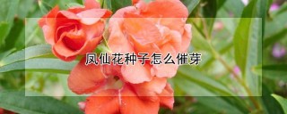 凤仙花种子怎么催芽,第1图