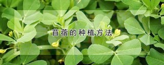 苜蓿的种植方法,第1图