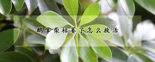 鹅掌柴枯萎了怎么救活,第1图