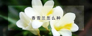 香雪兰怎么种,第1图