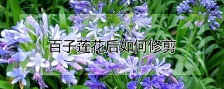 百子莲花后如何修剪,第1图