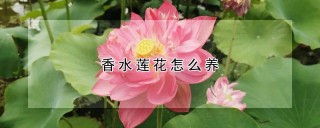 香水莲花怎么养,第1图