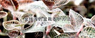 金线莲的盆栽养护方法,第1图