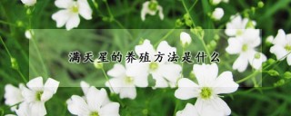 满天星的养殖方法是什么,第1图