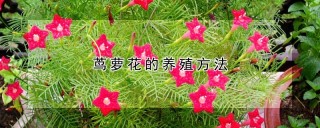 茑萝花的养殖方法,第1图