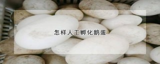 怎样人工孵化鹅蛋,第1图