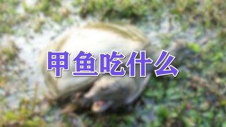 甲鱼吃什么,第1图