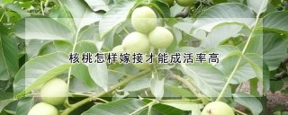 核桃怎样嫁接才能成活率高,第1图