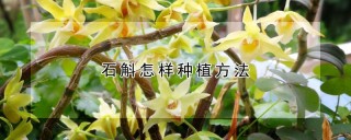 石斛怎样种植方法,第1图