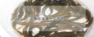 泥鳅应该喂什么东西,第1图