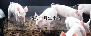 猪几个月生小猪,第1图