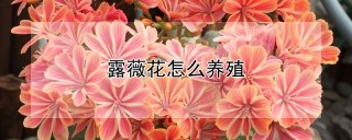 露薇花怎么养殖,第1图