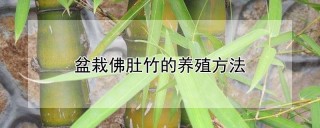 盆栽佛肚竹的养殖方法,第1图