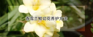 香雪兰鲜切花养护方法,第1图