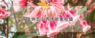 吊金钟怎么养才能更旺盛,第1图