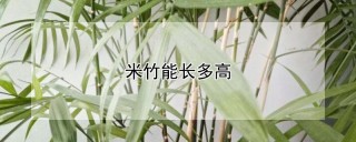 米竹能长多高,第1图