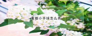 重瓣小手球怎么养,第1图