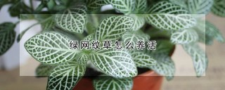 绿网纹草怎么养活,第1图