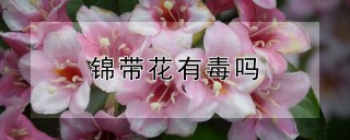 锦带花有毒吗,第1图