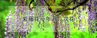 紫藤花一年开几次花,第1图