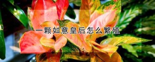 一颗如意皇后怎么繁殖,第1图