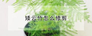 矮云竹怎么修剪,第1图