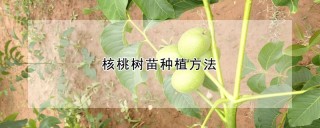 核桃树苗种植方法,第1图