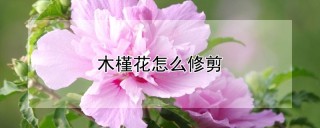 木槿花怎么修剪,第1图