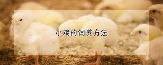 小鸡的饲养方法,第1图