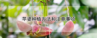 苹婆种植方法和注意事项,第1图