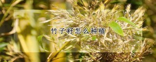 竹子籽怎么种植,第1图