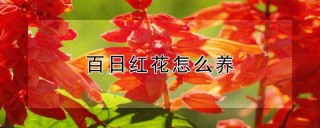 百日红花怎么养,第1图