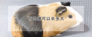 荷兰猪可以长多大,第1图