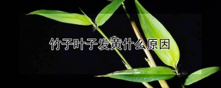 竹子叶子发黄什么原因,第1图