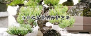 五针松盆景的养护方法,第1图