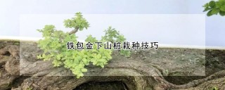 铁包金下山桩栽种技巧,第1图