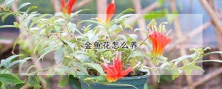 金鱼花怎么养,第1图