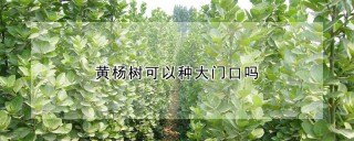 黄杨树可以种大门口吗,第1图