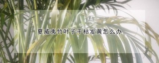 夏威夷竹叶子干枯发黄怎么办,第1图