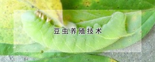 豆虫养殖技术,第1图