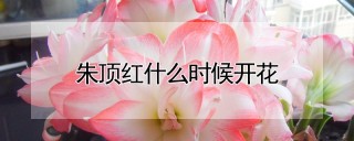 朱顶红什么时候开花,第1图