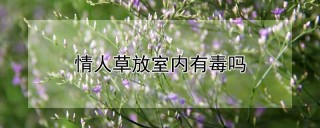 情人草放室内有毒吗,第1图