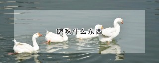 鹅吃什么东西,第1图