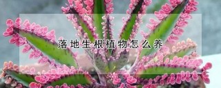 落地生根植物怎么养,第1图