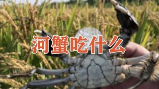 河蟹吃什么,第1图