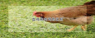 血鸡和肉鸡的区别,第1图