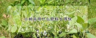 小树苗用什么肥料长得快,第1图